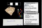 Foto (Objekt + Etikett) von Goniodromites sp.  (NHMW-GEO-1990-0041-4801)